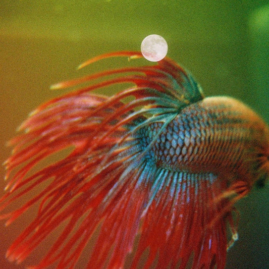 [JuskoLiy] Betta Fish and Moon Double Exposures
